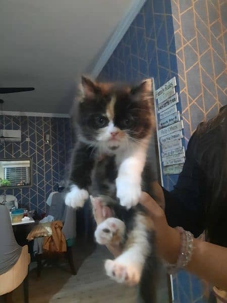 female calico and rare torbie persian kitten. extremely active playful 8