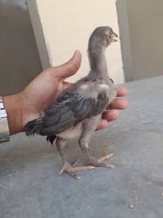 Aseel Mianwali saletti silver Nasli chicks