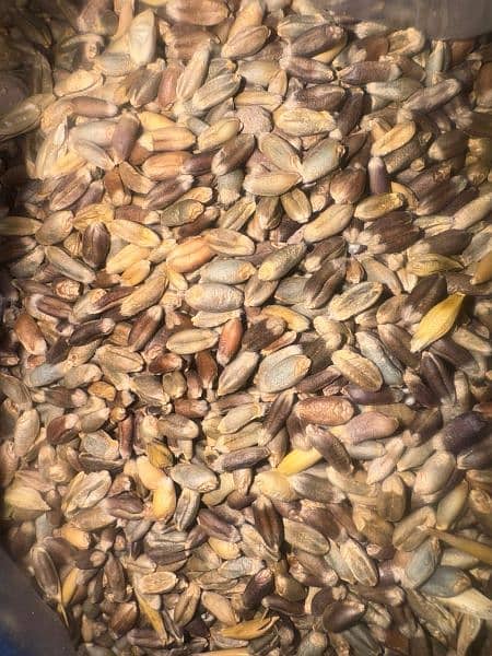Black Wheat seed 0