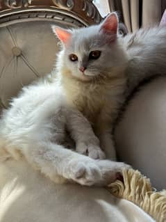 persian kitten triple coat. 0