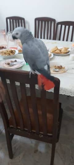 selling grey parrot