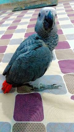 Grey Parrot Chick 3 month 0