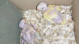 2 pieces Yellow Ringneck Chicks