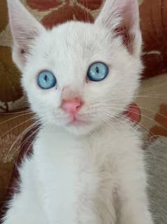 Cat for adoption in beautiful colour