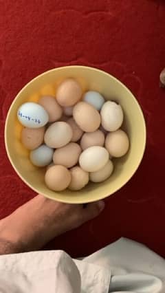 Shamo egg for sale