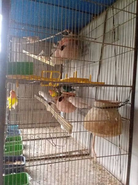 birds with cage for sale (read full ad) 1