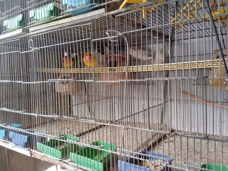 birds with cage for sale (read full ad) 2