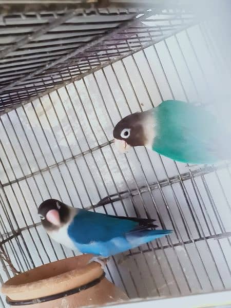 birds with cage for sale (read full ad) 3