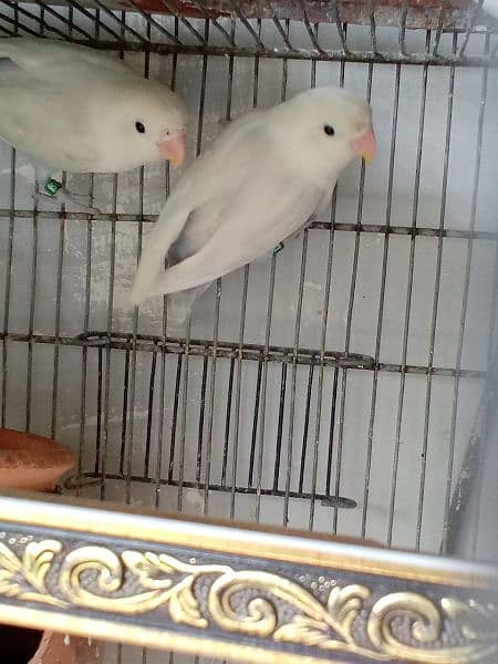 birds with cage for sale (read full ad) 4
