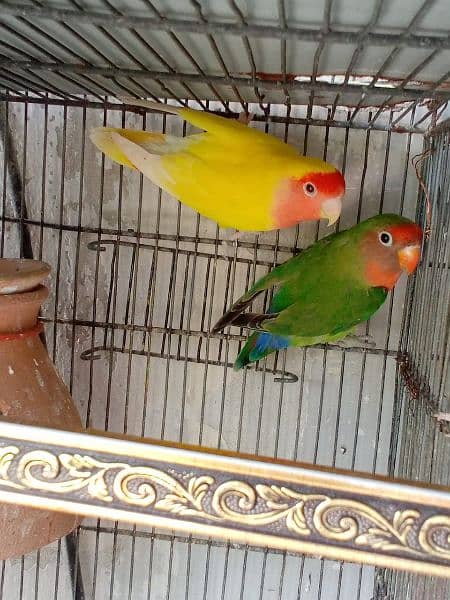 birds with cage for sale (read full ad) 5