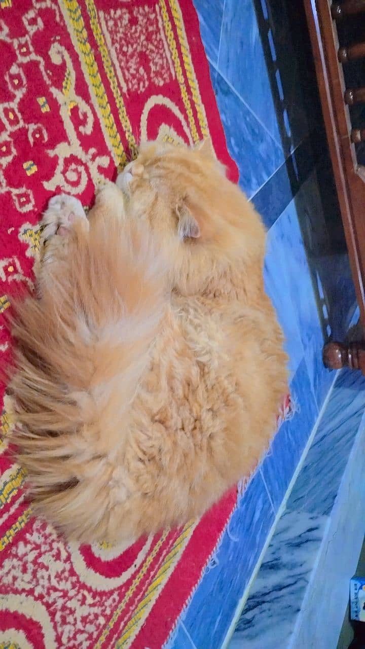 Persian Cat |  Male | Triple Coated | Age= 1Y | Vaccinated | 1