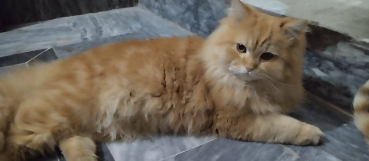 Persian Cat |  Male | Triple Coated | Age= 1Y | Vaccinated | 2