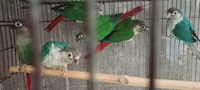 Yellow Sided Conure Blue Turquoise Conure