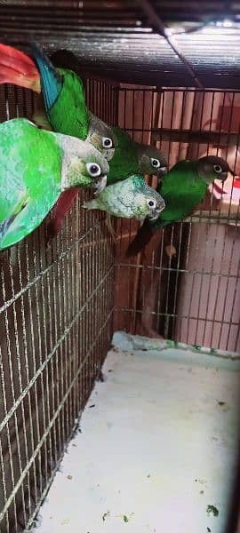 Yellow Sided Conure Blue Turquoise Conure 1