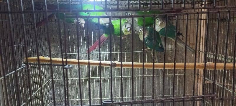 Yellow Sided Conure Blue Turquoise Conure 2