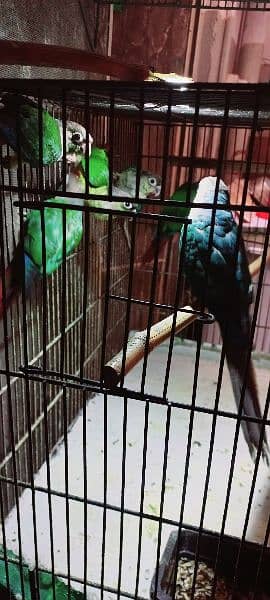 Yellow Sided Conure Blue Turquoise Conure 3