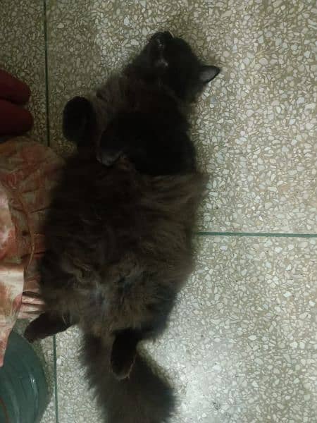 Persian cat@Persian kitten @cat with kitten@cat @siamese 1