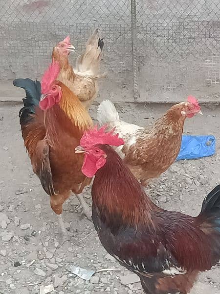 desi cock and hen for sale in reasonable price 1