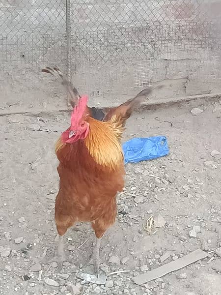 desi cock and hen for sale in reasonable price 2