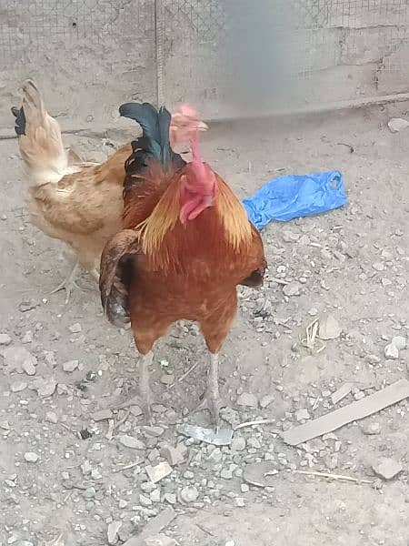 desi cock and hen for sale in reasonable price 3