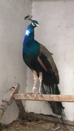 peacock urjnt sale