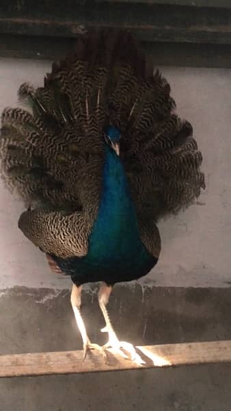 peacock urjnt sale 1