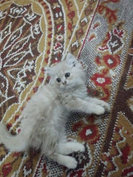 Persian cats 2