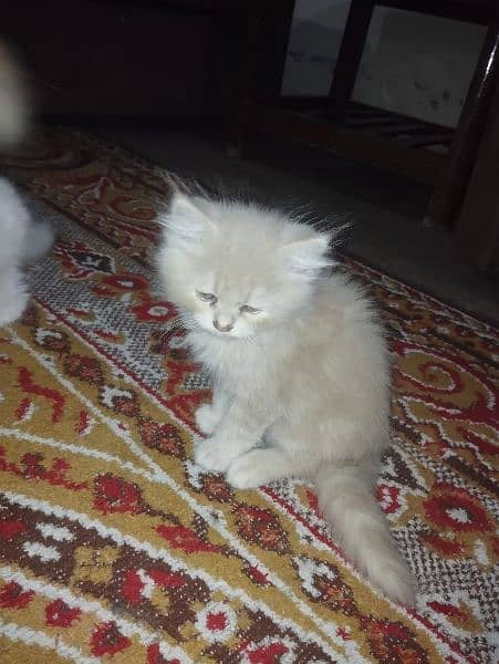 Persian cats 5