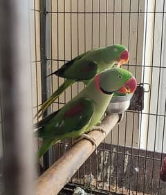 Raw breeder pair full nail tail feathers healthy and active 0