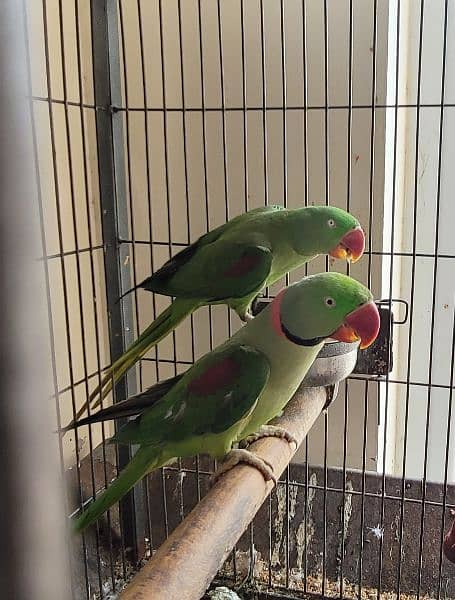 Raw breeder pair full nail tail feathers healthy and active 2