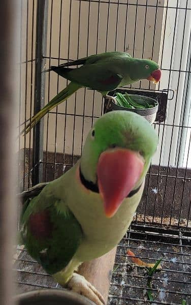 Raw breeder pair full nail tail feathers healthy and active 3