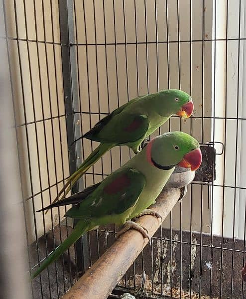Raw breeder pair full nail tail feathers healthy and active 5