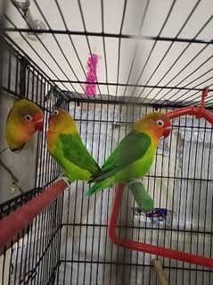 2 pairs of lovebirds at low price