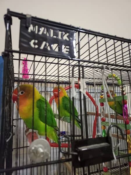 Pair of lovebirds at low price 0