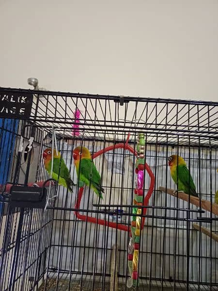 Pair of lovebirds at low price 1