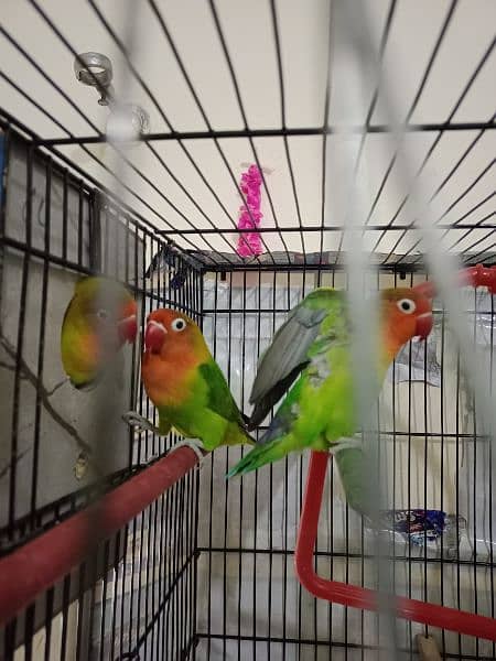 Pair of lovebirds at low price 2