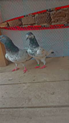 high fly pigeon