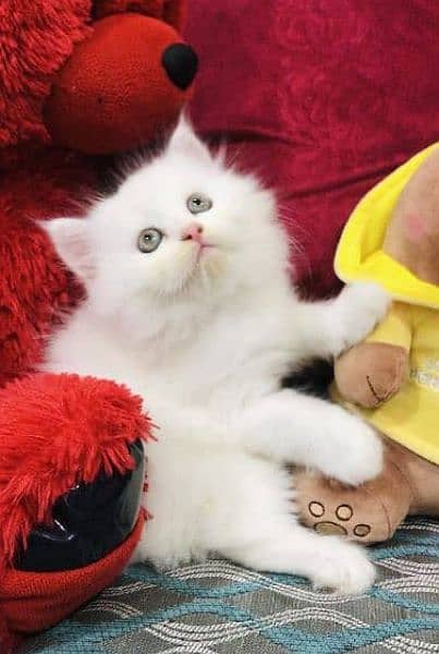 Cash On Delivery Persian Cat Babies Or Persian Kittens Available 5