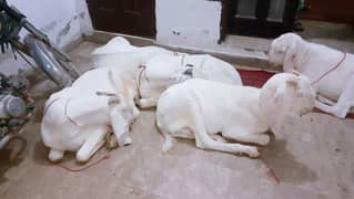 Pure Rajan puri white Goats Each 90000