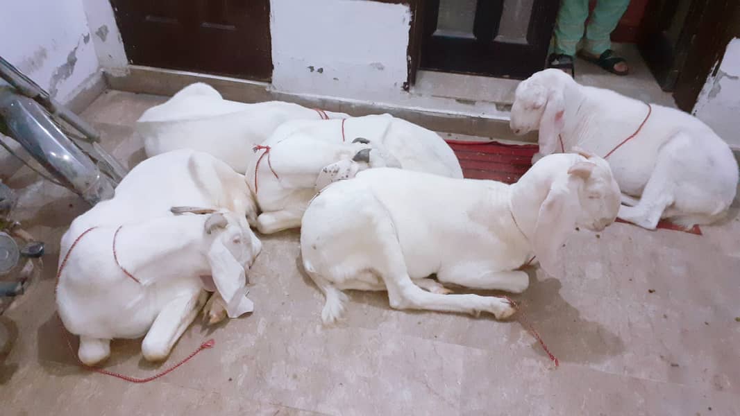 Pure Rajan puri white Goats Each 90000 1