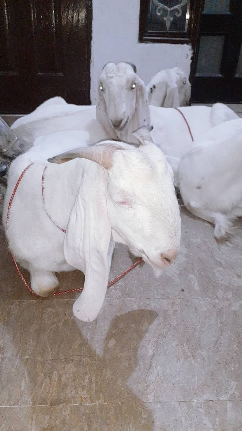 Pure Rajan puri white Goats Each 90000 2