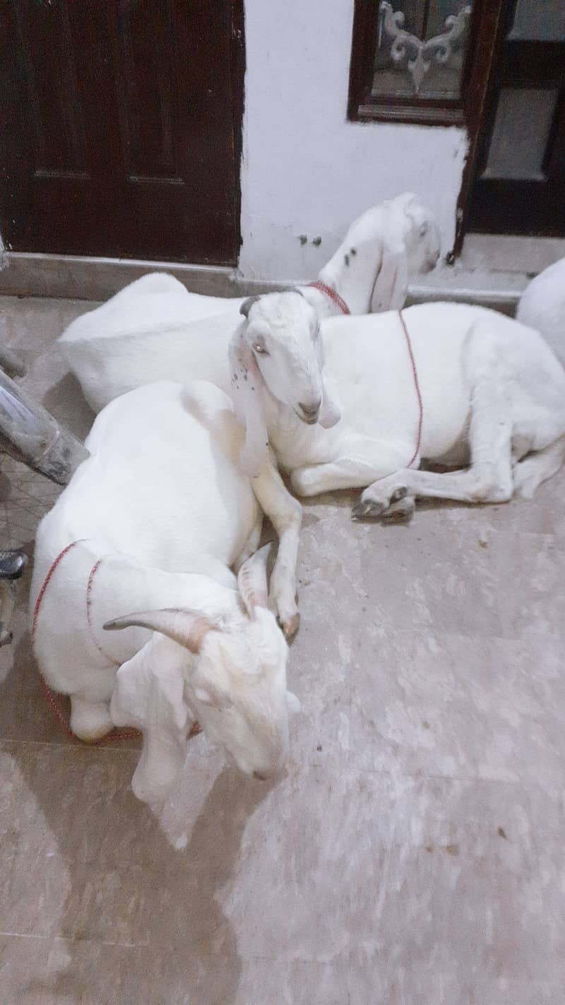 Pure Rajan puri white Goats Each 90000 3