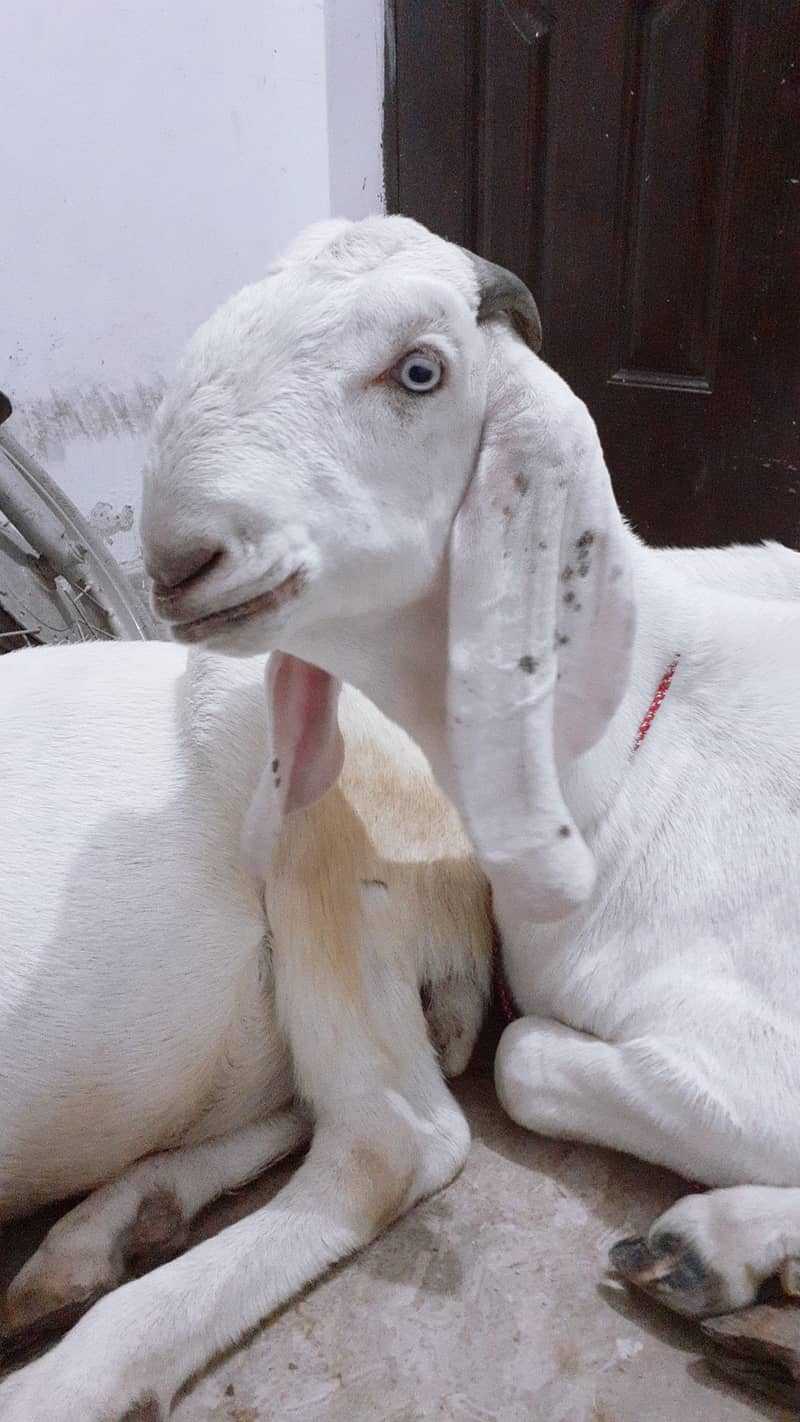 Pure Rajan puri white Goats Each 90000 5