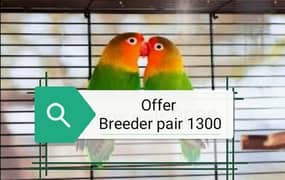 Green fisher breeder pair