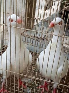 denish pegeon pair