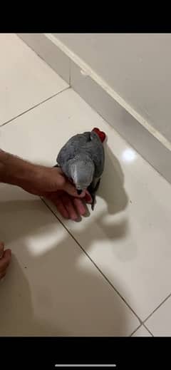 Grey Parrot with Cage