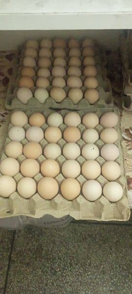 Desi / Golden Eggs Available 2