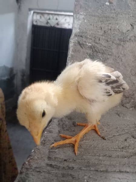 Aseel Mushka chicks For sale 2