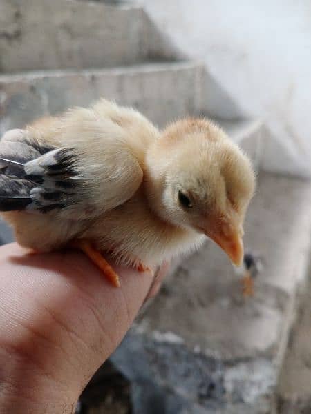 Aseel Mushka chicks For sale 6