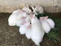 Rabbits For sell 0